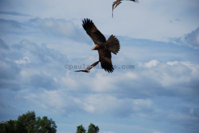 Whistling Kites in Kakadu National Park, Northern Territory, Australia
JPG 3872 x 2592  Pixels (10.04 MPixels) (1.49)
Keywords: Northern Territory;Australia;Kakadu;bird;kite