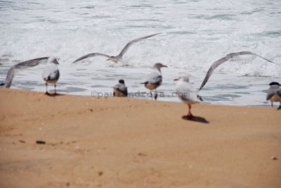 Seagulls on Stockton Beach
JPG 3872 x 2592  Pixels (10.04 MPixels) (1.49)
Keywords: Port Stephens