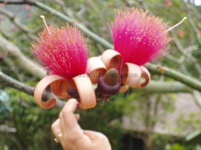 Cupid's shaving brush
JPG 2560 x 1920  Pixels (4.92 MPixels) (4:3)
Keywords: USA Hawaii;flower