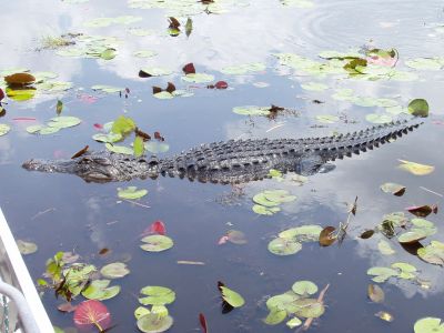 Florida Everglade alligators
JPG 2560 x 1920  Pixels (4.92 MPixels) (4:3)
Keywords: USA Florida