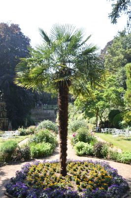 A palm tree in the Plantation Garden
NEF 4000 x 6000  Pixels (24.00 MPixels) (2:3)
Keywords: Norwich