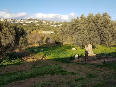 Olive grove in the Valley of the Temples
JPG 4032 x 3024  Pixels (12.19 MPixels) (4:3)
Keywords: Sicily