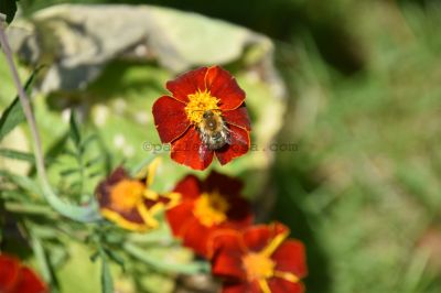 A bee collecting pollen in the Plantation Garden
NEF 6000 x 4000  Pixels (24.00 MPixels) (3:2)
