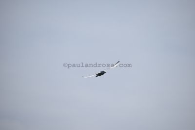 Seagull in flight
NEF 6000 x 4000  Pixels (24.00 MPixels) (3:2)
Keywords: Flying;Bird;Seagull