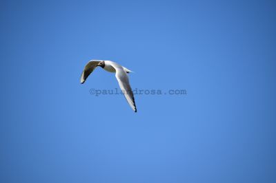 Seagull in flight
NEF 6000 x 4000  Pixels (24.00 MPixels) (3:2)
Keywords: Flying;Bird;Seagull
